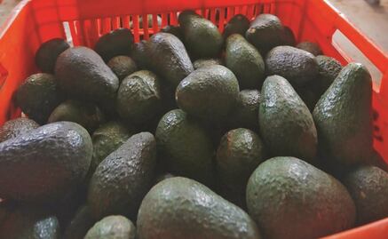 Aguacate caro: baja producción eleva precio