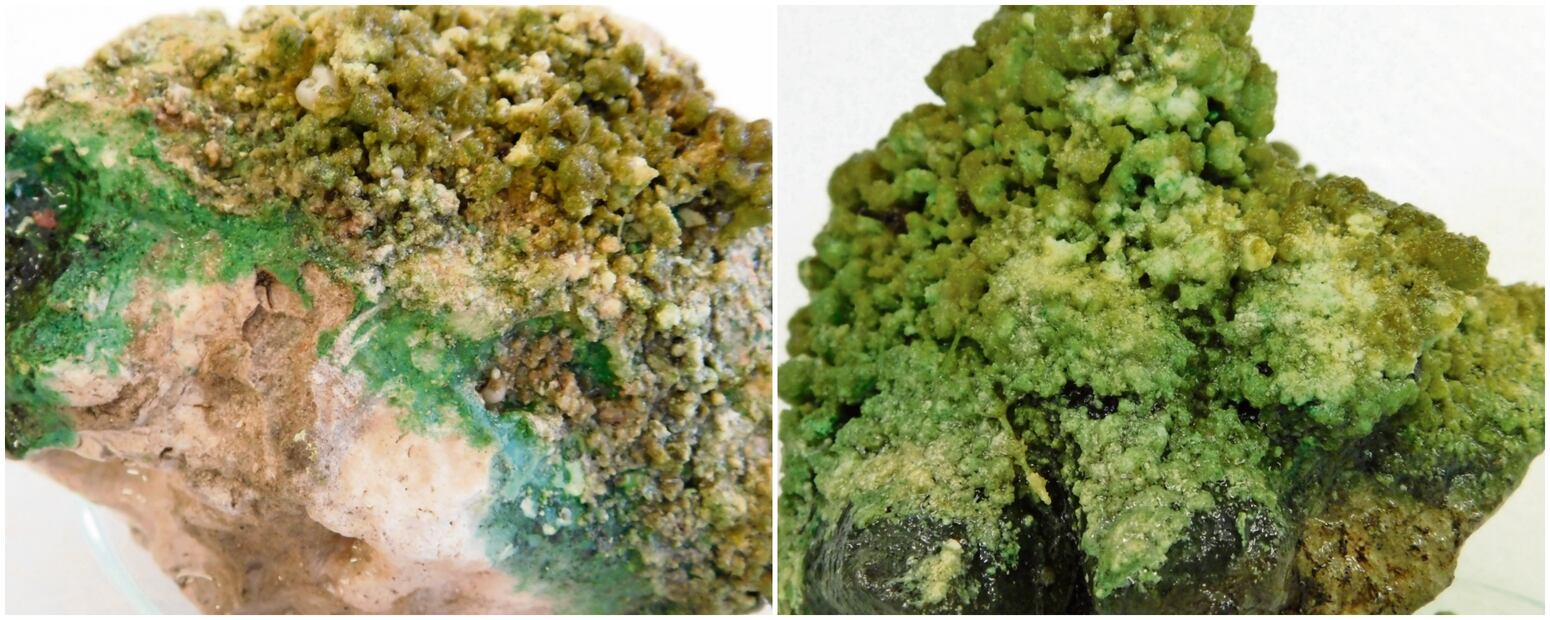 Fragmentos de microbialitos de la laguna de Bacalar. Foto: Arturo Bayona