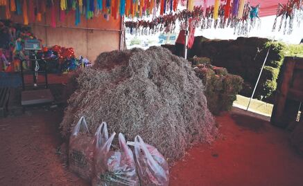 Extracción desmedida de heno y musgo provocan su desaparición en Edomex