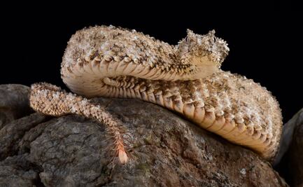 6 especies de serpiente que parecen salidas de una pesadilla