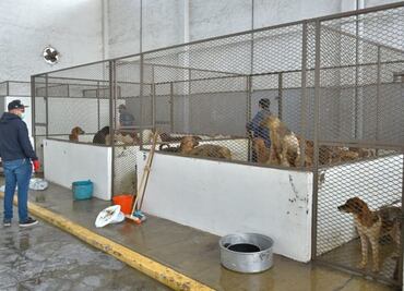 En adopción, los 80 perros rescatados en Neza; presuntamente eran engordados para vender su carne a taquerías