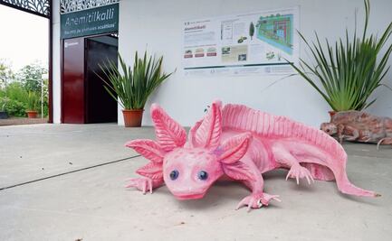 Con centro, buscan la preservación del ajolote