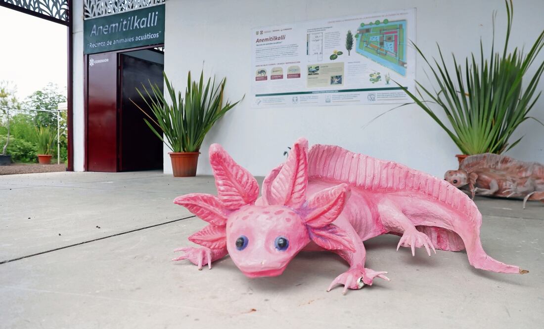 El ajolote mexicano, adorado por los antiguos aztecas, se alimenta de insectos acuáticos. Foto: Diego Pardo | El Universal