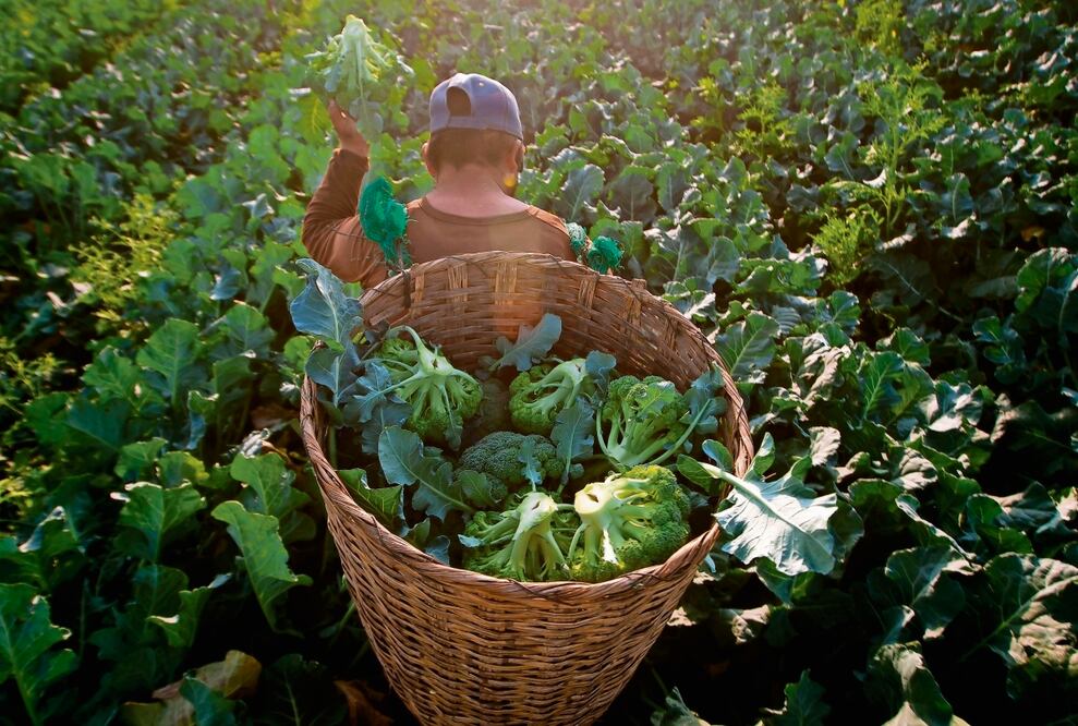 El CNA pide eliminar lo que no funcionó y reforzar lo que sirve. Foto: Archivo / EL UNIVERSAL
