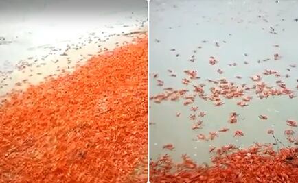 Mar arroja miles de langostillas rojas muertas en playa de Sinaloa