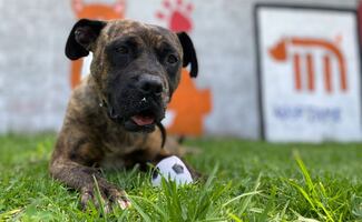 Petfest 2026: Metro realizará jornada de adopción; participarán 20 perritos rescatados  
