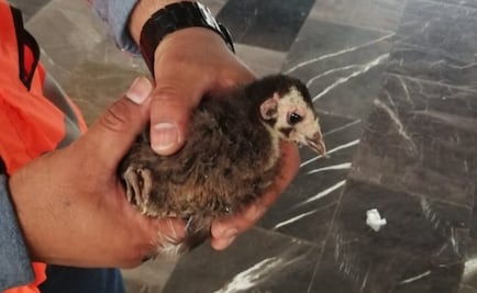 Rescatan a guajolote de vías del Metro Pantitlán