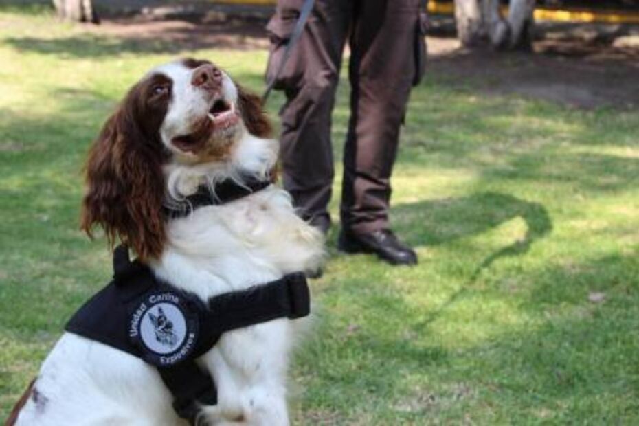 “Perros donados por EU, listos para actuar” 