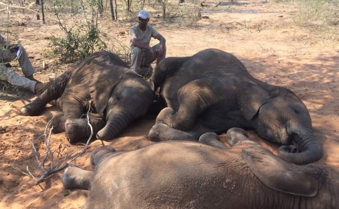 Elefantes bebés, huérfanos debido a la caza furtiva, se encuentran bajo los cuidados de un nuevo santuario en Botsuana. Foto:ELEPHANTS WITHOUT BORDERS