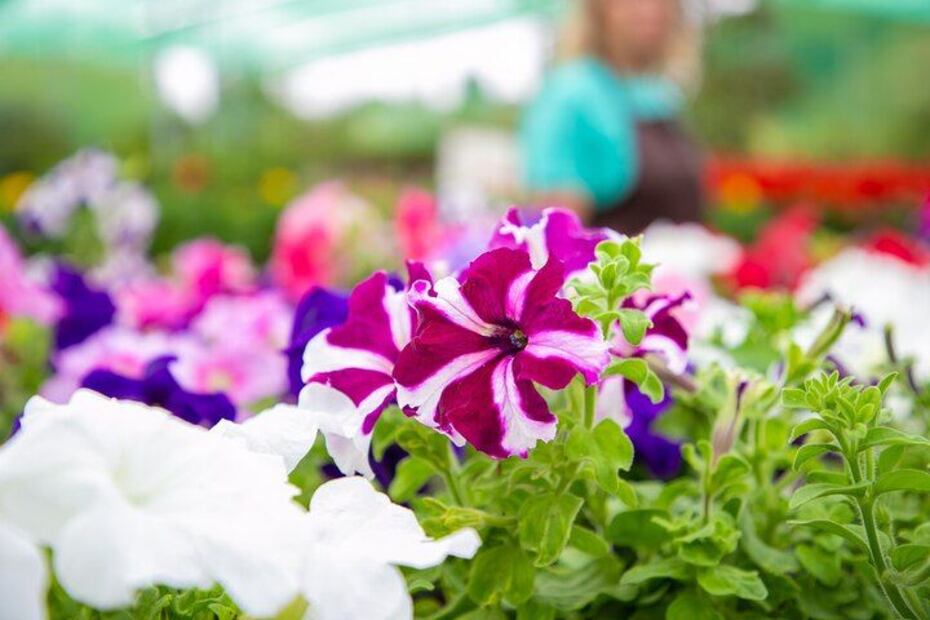 Consejos para un jardín lleno de petunias y color. Fuente: Freepik.