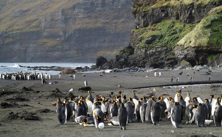 Ambientalistas salvan a pingüinos llenos de petróleo a causa del repostaje en el Océano Índico