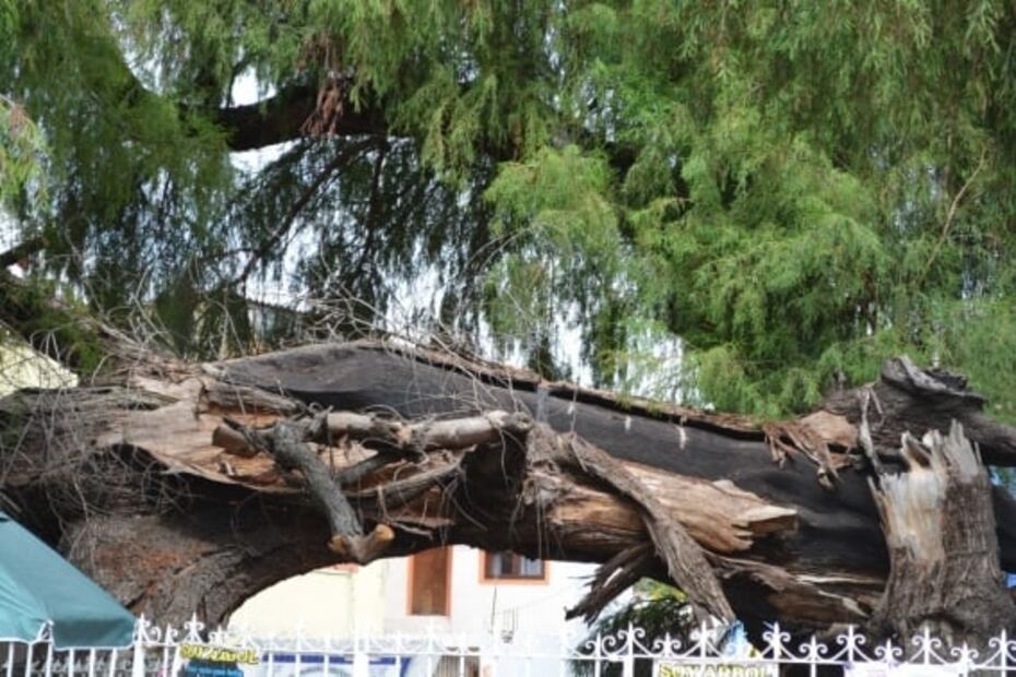 Exigen acciones de conservación para ahuehuete de Xochimilco, patrimonio en riesgo