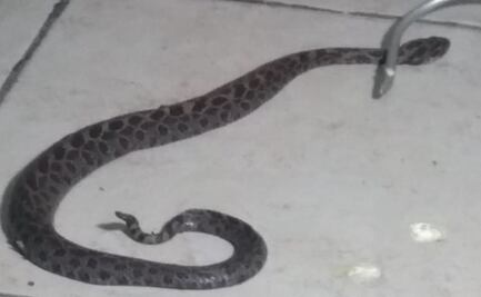 Víbora de cascabel muerde a hombre internado en hospital de Tláhuac