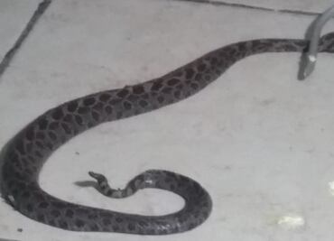 Víbora de cascabel muerde a hombre internado en hospital de Tláhuac
