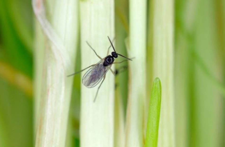 Mosquito de sustrato. Foto: Pexels
