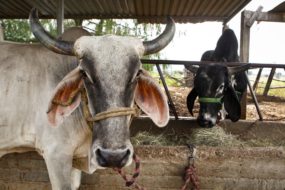 El nuevo impuesto local pretende gravar la venta de ganado en el municipio de Ezequiel Montes, Querétaro. Foto: Archivo/EL UNIVERSAL
