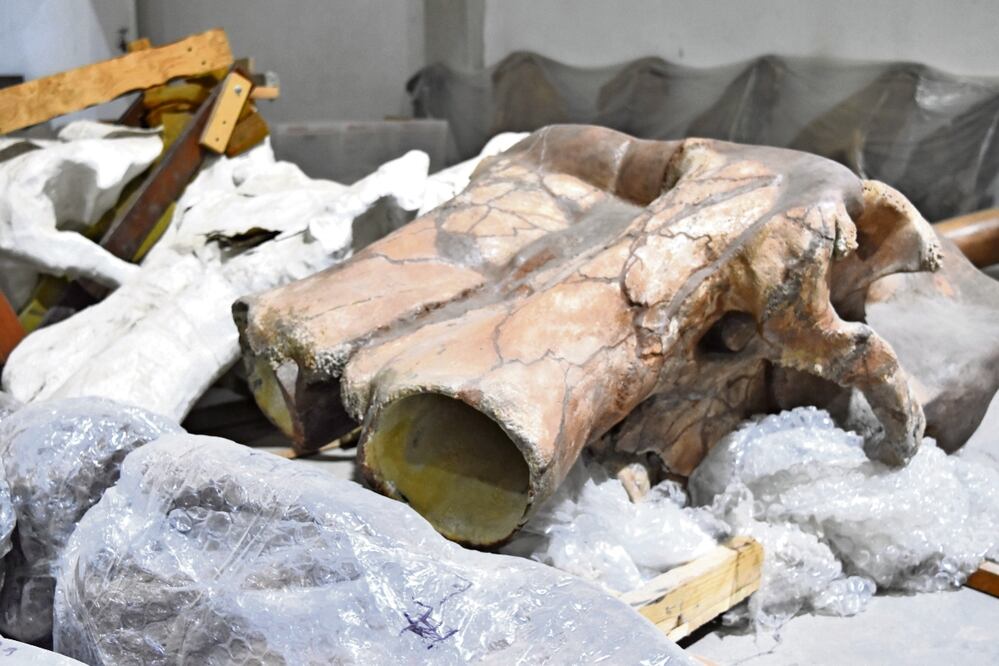 Restos de mamut también se han hallado en en Ecatepec, Nextlalpan y Tultepec I y Tultepec II. Foto: Eduardo Castañeda