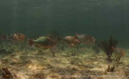 Incluyen a Pez Loro en Protección Especial para combatir macroalgas
