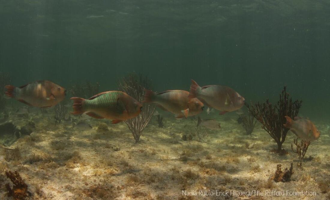 Foto: Cortesía de Healthy Reefs