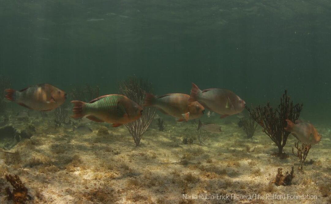 Foto: Cortesía de Healthy Reefs