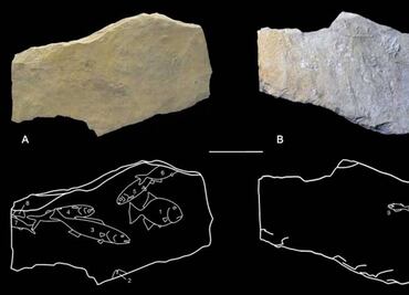 Mayas realizaban algunas prácticas paleontológicas