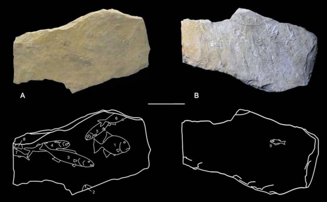 Los mayas extrajeron estos materiales con selectividad y en ocasiones los prepararon para destacar la silueta de los animales. (FOTO: INAH)