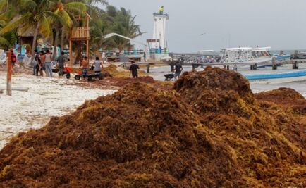 Prevén recale de sargazo de moderado a alto en costas de Quintana Roo