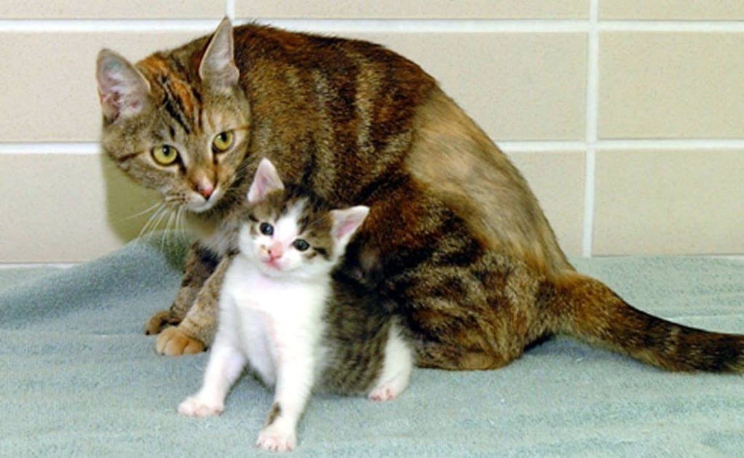 (Foto: Archivo / EL UNIVERSAL)