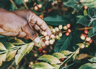 Café y conservación: el menor de los males