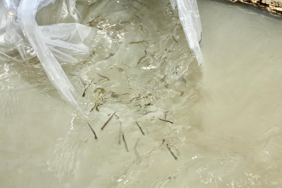 Con la introducción de los ejemplares se busca la restauración ambiental en las comunidades de la ribera del lago. Foto: Especial