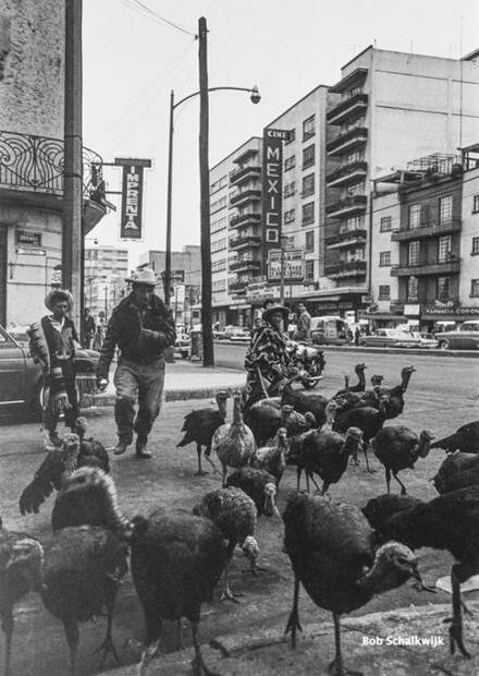 El guajolote en la cena de Navidad, en los bailes de boda y hasta en el transporte