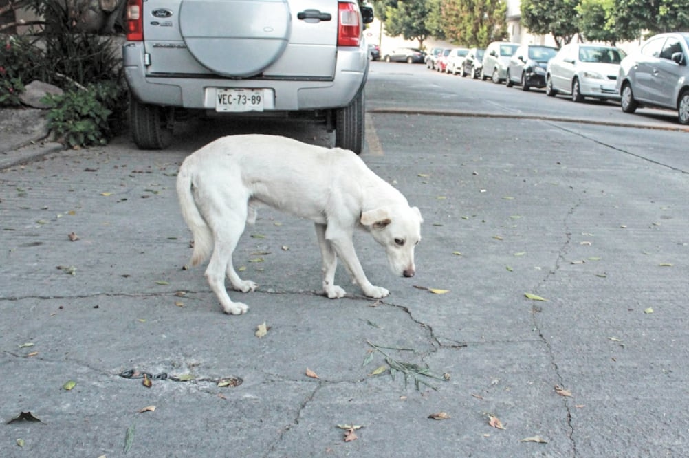 Abandono. De acuerdo con datos del Inegi, en México existen 18 millones de perros, de los cuales sólo 30% tiene dueño y 70% vive en las calles. Foto: EL UNIVERSAL SAN LUIS POTOSÍ