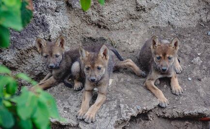 Nacen tres cachorros de lobo gris mexicano en Coahuila