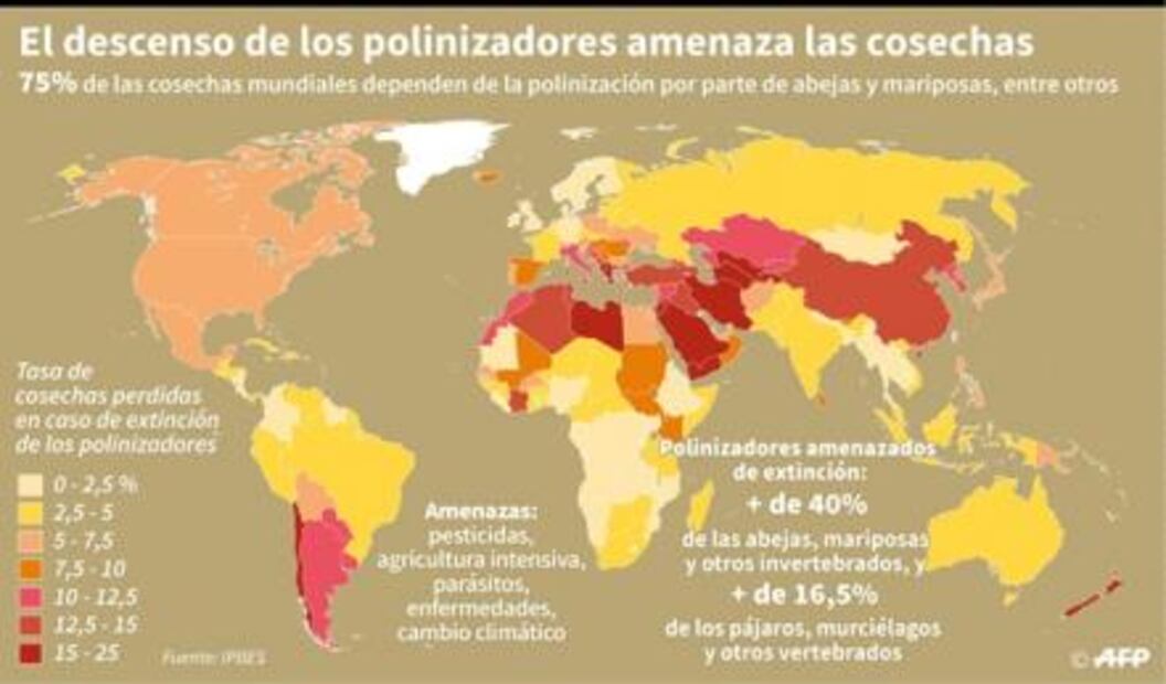 Con el Día Mundial de las Abejas promueven cuidado de esta especie