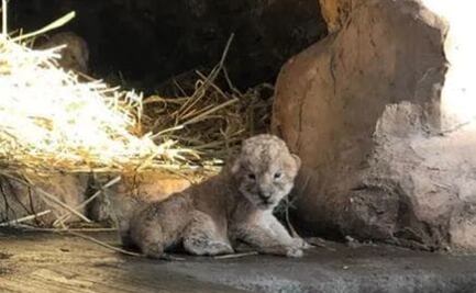 Nacen dos crías de león en Orizaba, Veracruz