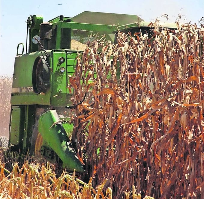 De acuerdo con expertos, la aplicación de un arancel a la importación de maíz blanco puede provocar un aumento de precios en las tortillas y productos basados en el grano. Foto: Archivo / El Universal