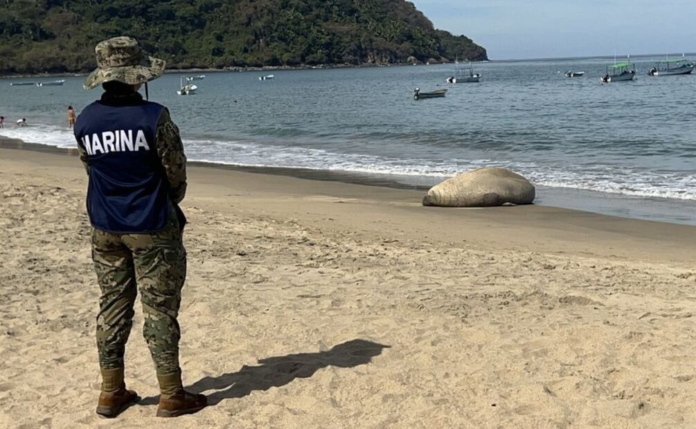 Brindan atención y protección a elefante marino que descansa en Playa "Los Ayala" en Compostela, Nayarit. Foto: Especial