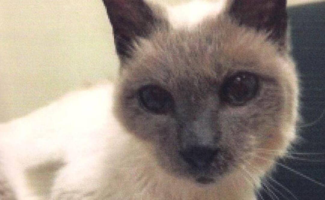Un siamés de 30 años, el gato vivo más viejo del mundo 
