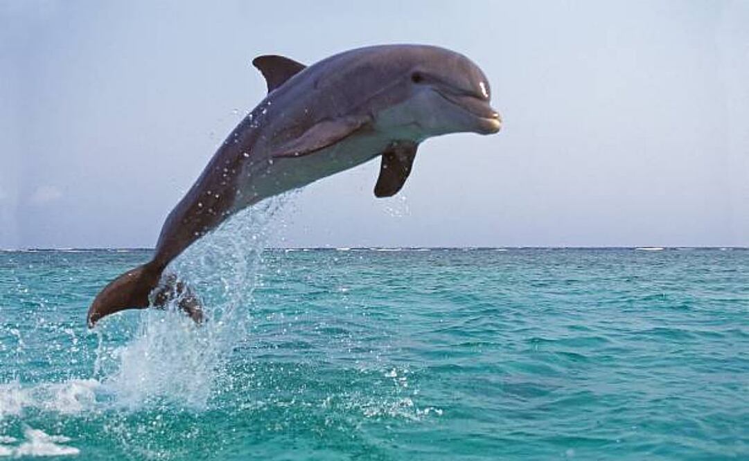 Testigos reportaron haber visto a un delfín de la misma especie luchando en la rompiente la noche del martes, cerca de donde se encontraron los restos al día siguiente. Foto: IStock