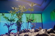 Arte, Inteligencia Artificial y realidad en Lago Algo