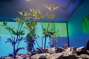 Arte, Inteligencia Artificial y realidad en Lago Algo