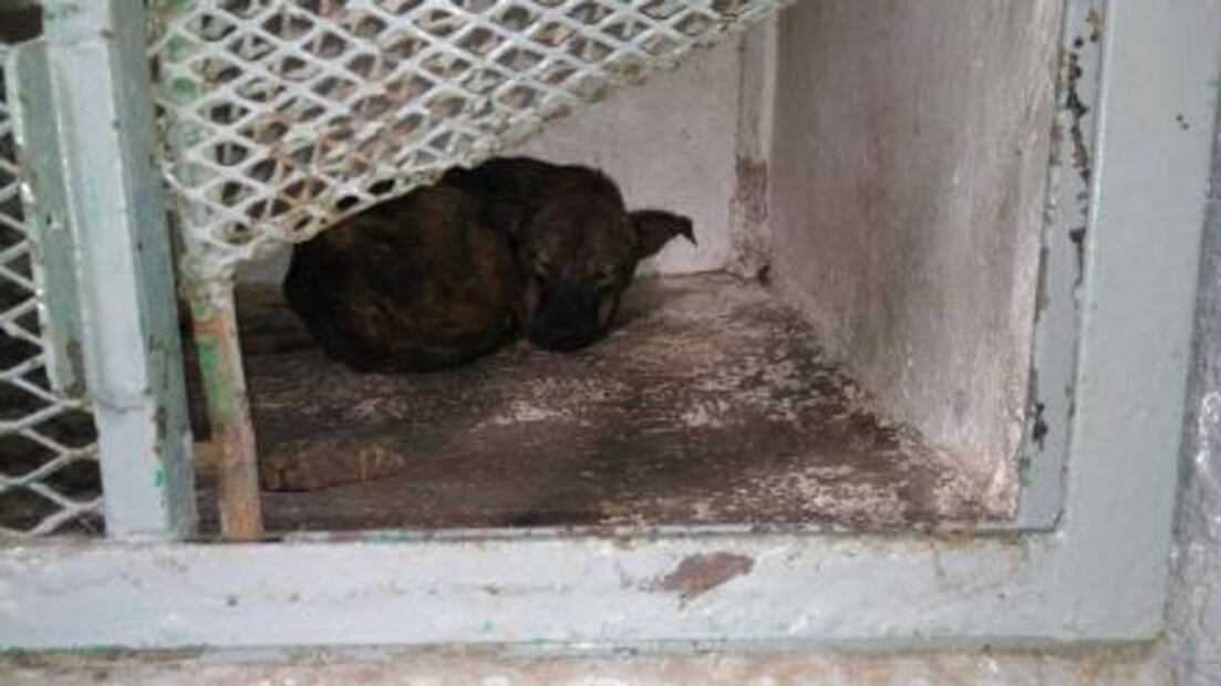 Reclaman castigo severo contra responsables de antirrábico de Coyotepec