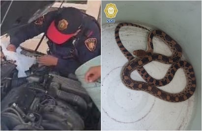 Conductor nota algo raro en su coche, lo revisa y encuentra una serpiente en el cofre; Brigada Animal la rescata