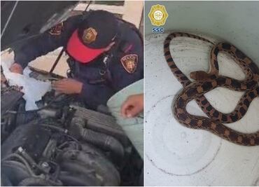Conductor nota algo raro en su coche, lo revisa y encuentra una serpiente en el cofre; Brigada Animal la rescata