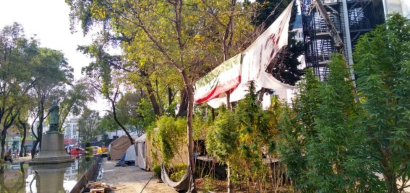 Activistas celebrarán Navidad en el plantón de marihuana afuera del Senado