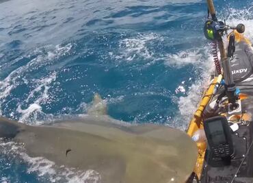 VIDEO Pescador capta veloz ataque de tiburón tigre y mordisco a su kayak