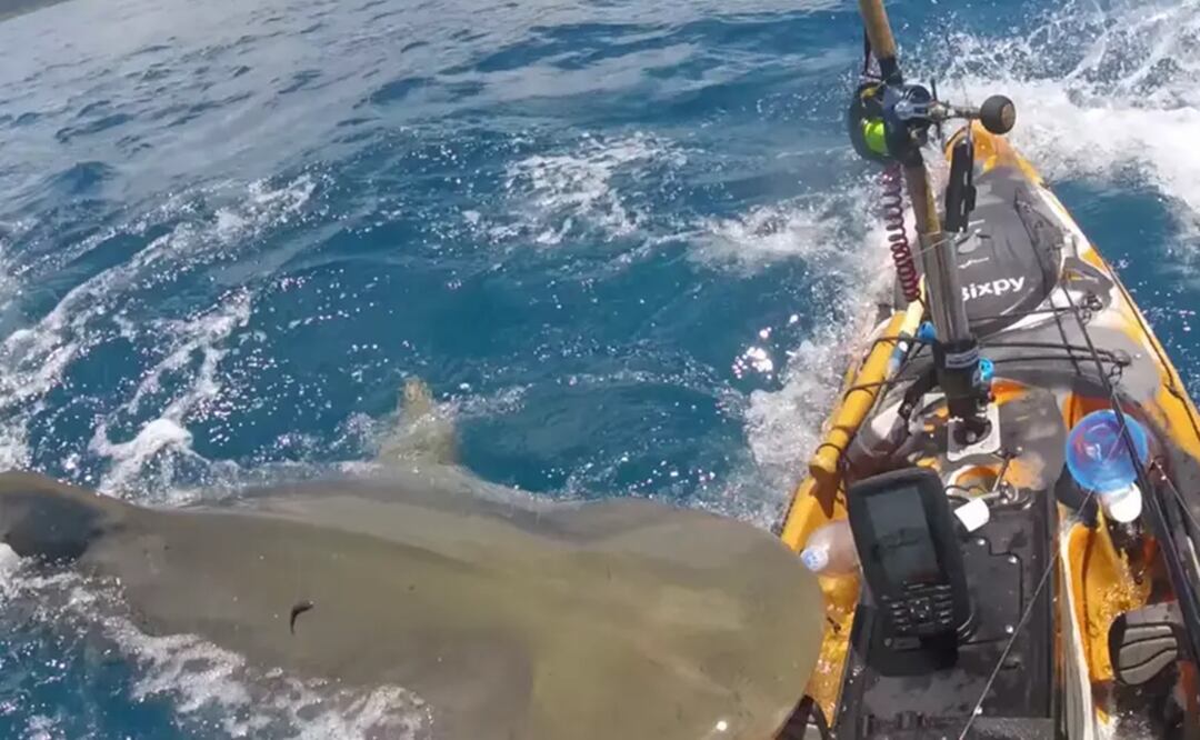 El aterrador momento en que un enorme tiburón tigre muerde el kayak de un pescador en la costa de O'ahu, Hawai. Foto: Tomada del video