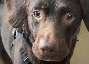 Coco, el perrito tratado por alcoholismo que conmueve a Internet