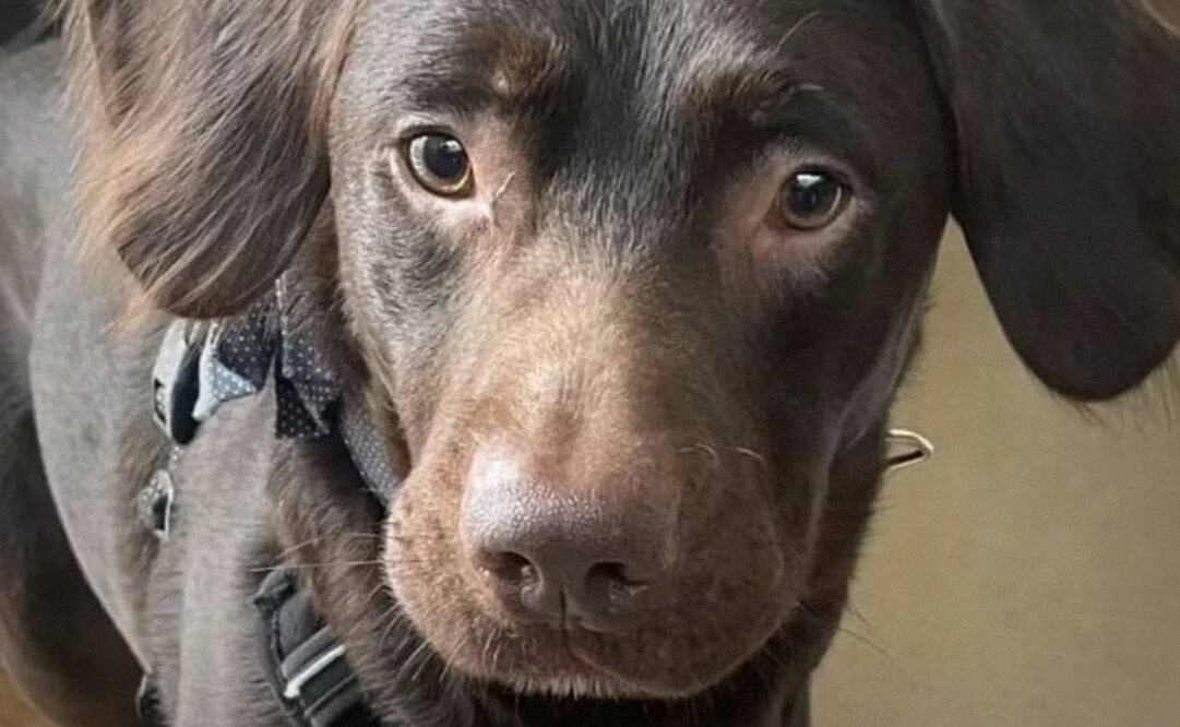 Foto: La Nación/Argentina/GDA