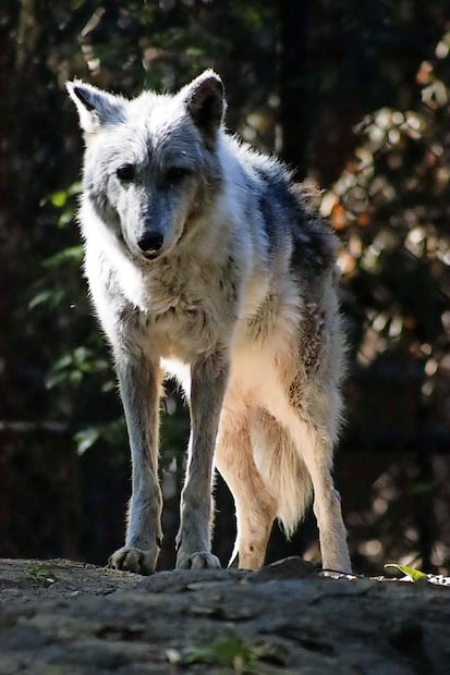 La hembra de lobo canadiense de 18 años ha superado por mucho el
promedio de vida de su especie, que es de ocho años en estado silvestre.